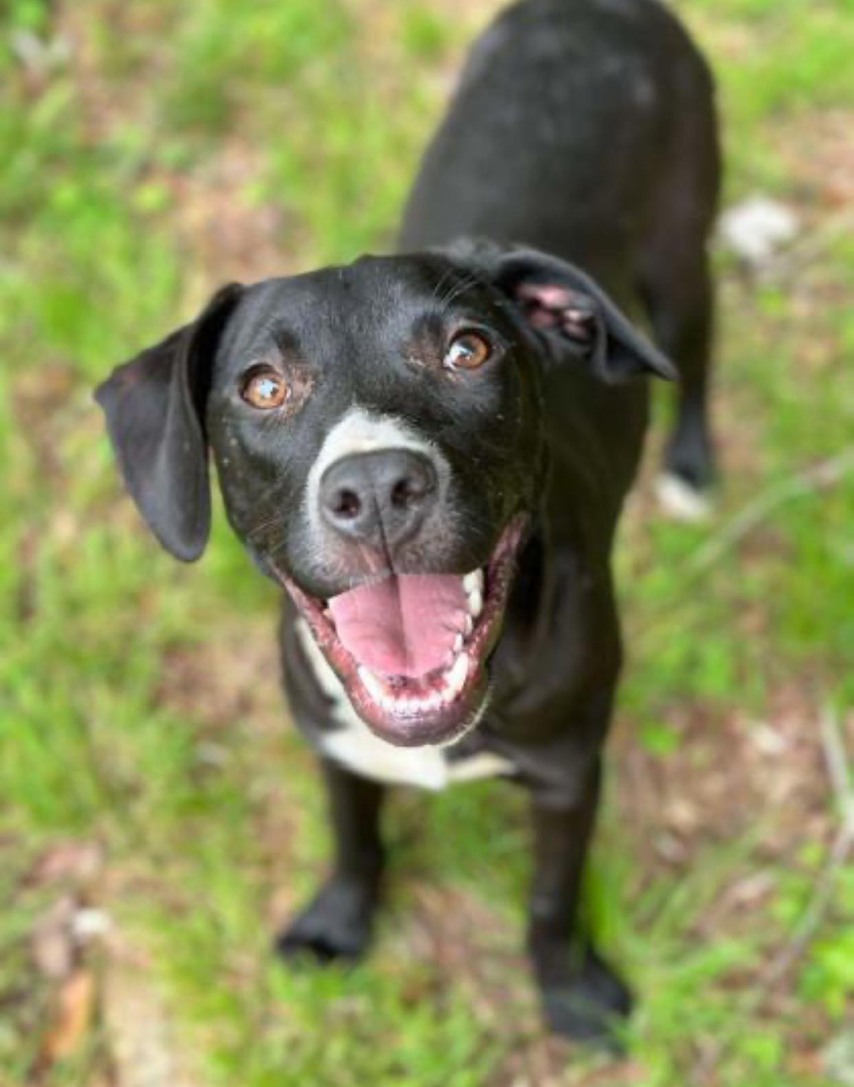 Enlarge Creek, a Adopted mixed breed in Horse Shoe, NC image 2/5