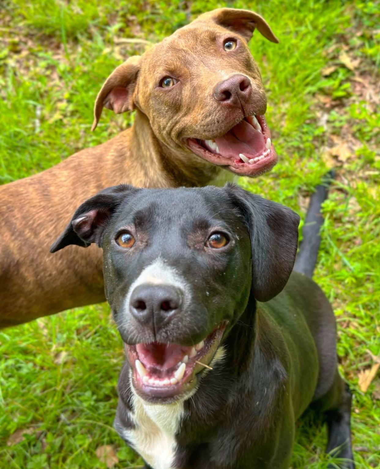 Enlarge Creek, a Adopted mixed breed in Horse Shoe, NC image 5/5