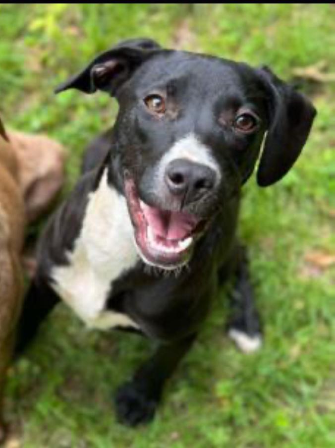 Enlarge Creek, a Adopted mixed breed in Horse Shoe, NC image 4/5