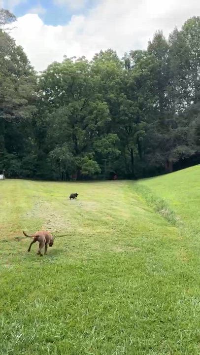 Enlarge Creek, a Adopted mixed breed in Horse Shoe, NC video 3/5