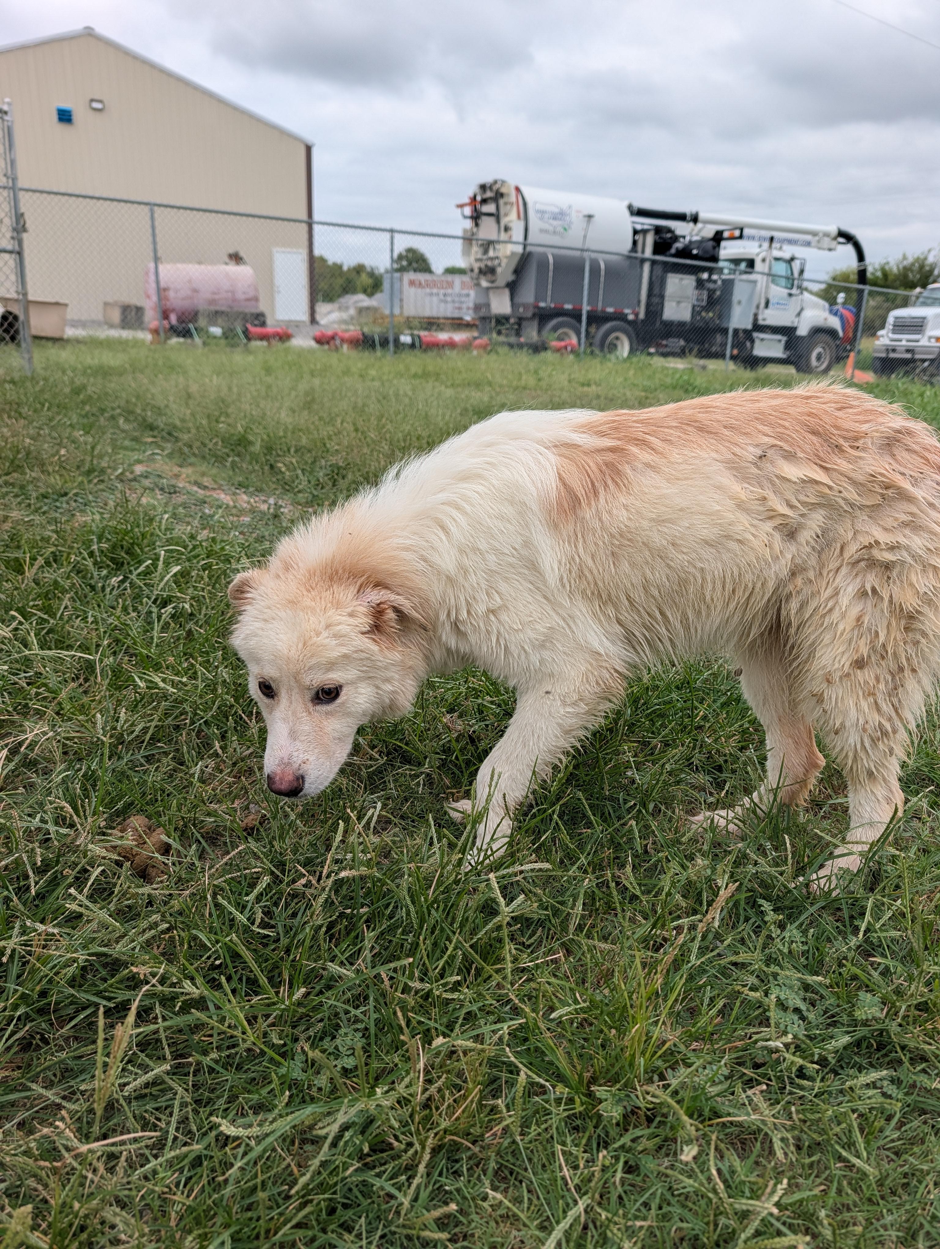 Enlarge Karma, a Adoptable mixed breed in Lewisburg, TN image 1/3