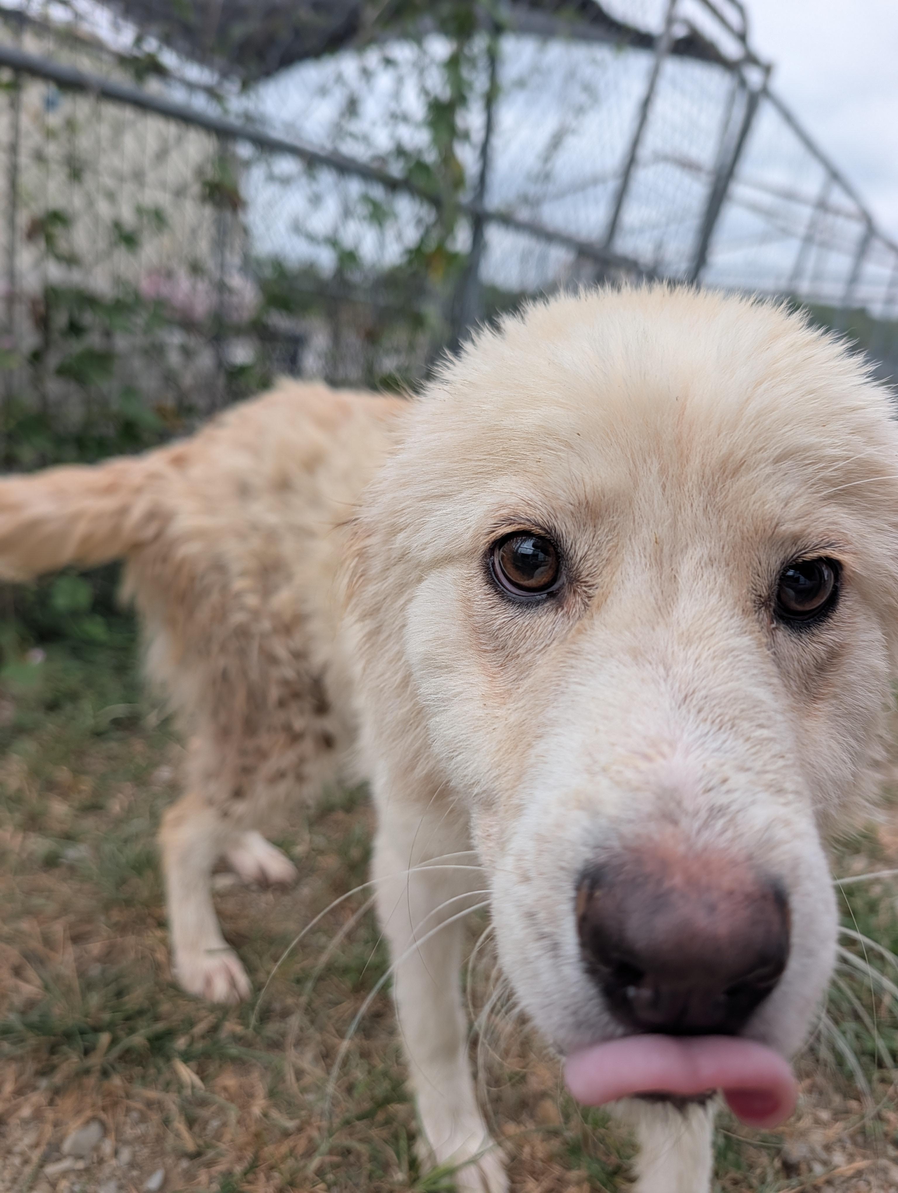 Enlarge Karma, a Adoptable mixed breed in Lewisburg, TN image 2/3
