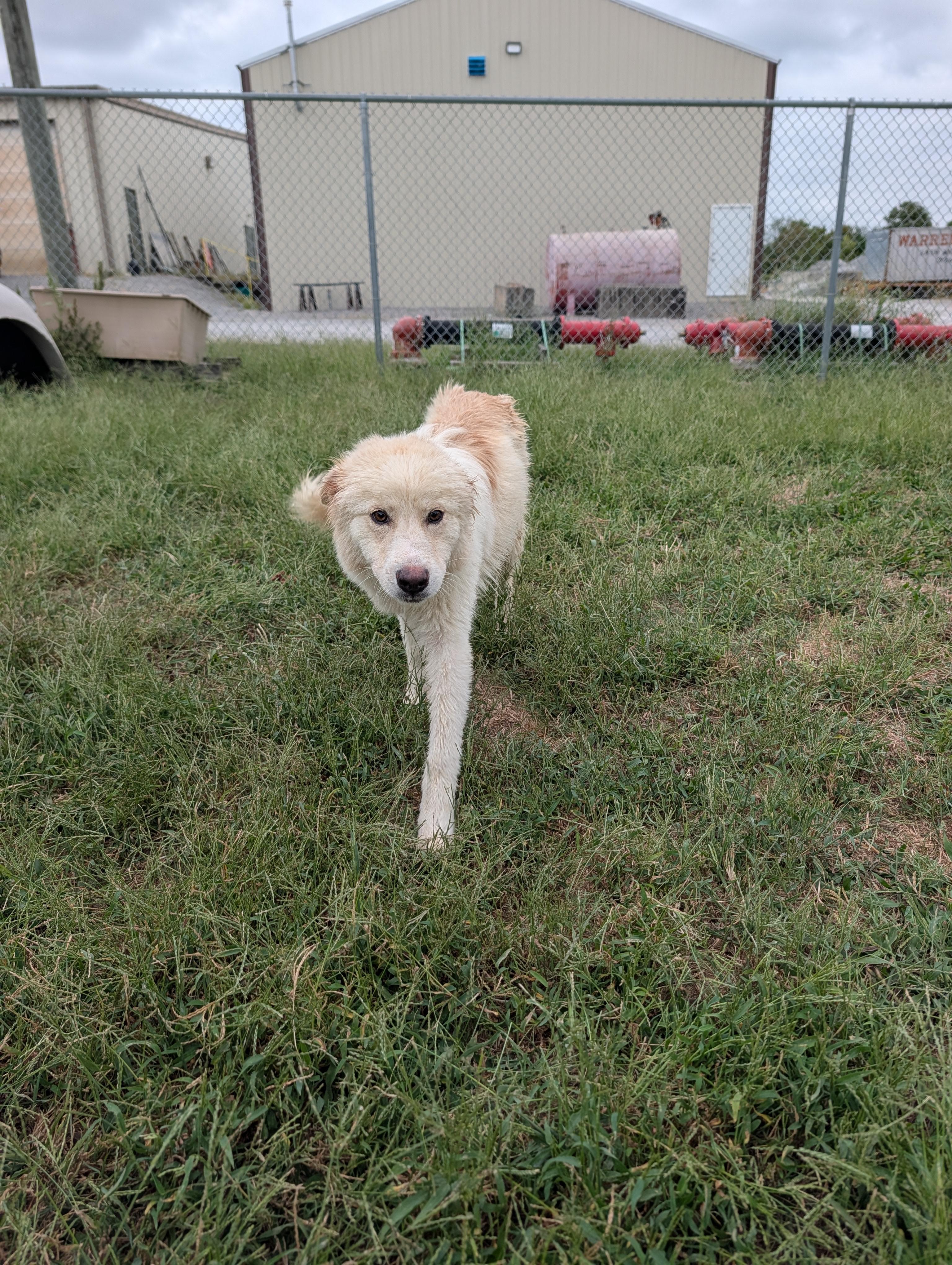 Enlarge Karma, a Adoptable mixed breed in Lewisburg, TN image 3/3