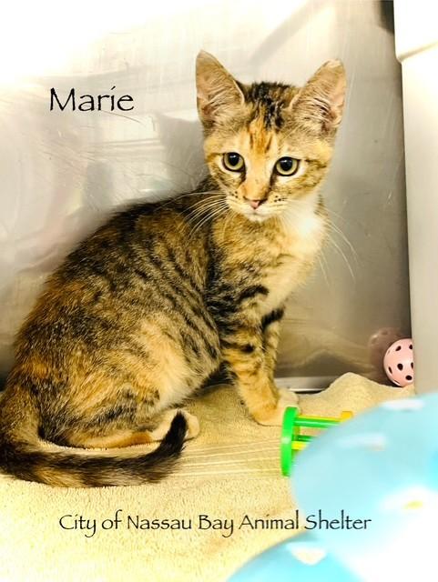 Enlarge F43-25 Marie, a Adopted mixed breed in Nassau Bay, TX image 1/4