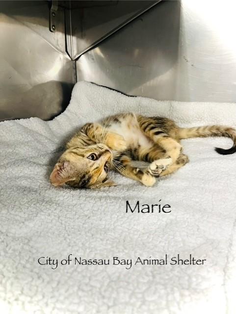 Enlarge F43-25 Marie, a Adopted mixed breed in Nassau Bay, TX image 3/4
