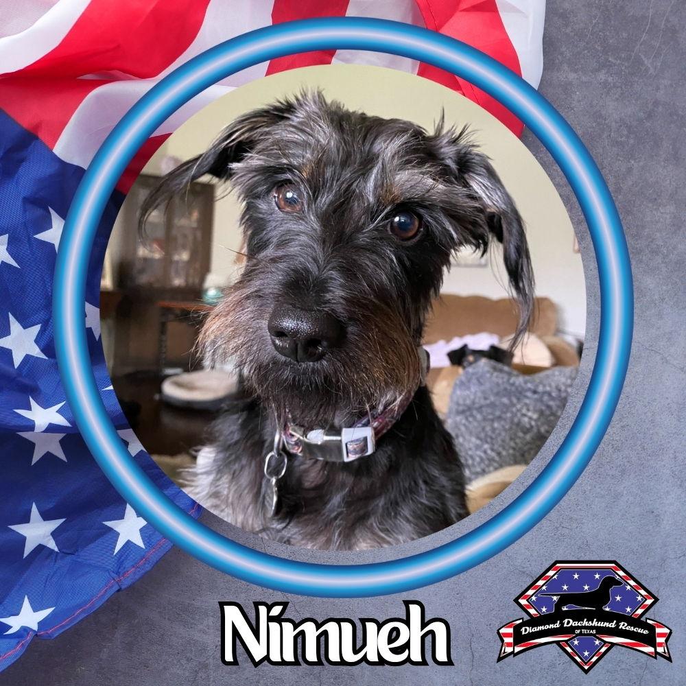 Nimueh Skylar Onyx, Adopted, Adult Female Dachshund.