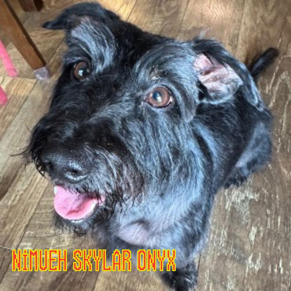 Enlarge Nimueh Skylar Onyx, a Adopted Dachshund in San Antonio, TX image 3/3