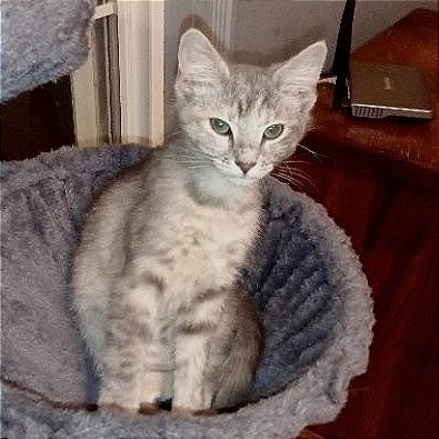 Enlarge Apple (Bonded w/ Violet), a Adoptable Domestic Short Hair in Marshall, VA image 1/3