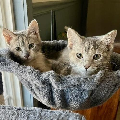 Enlarge Apple (Bonded w/ Violet), a Adoptable Domestic Short Hair in Marshall, VA image 2/3