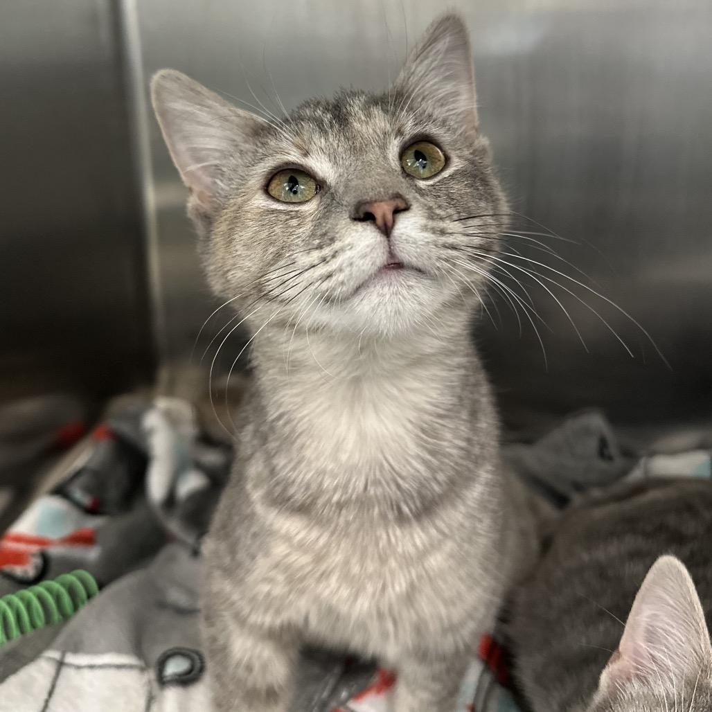 Apple (Bonded w/ Violet), a Adoptable Domestic Short Hair in Marshall, VA image 2/4