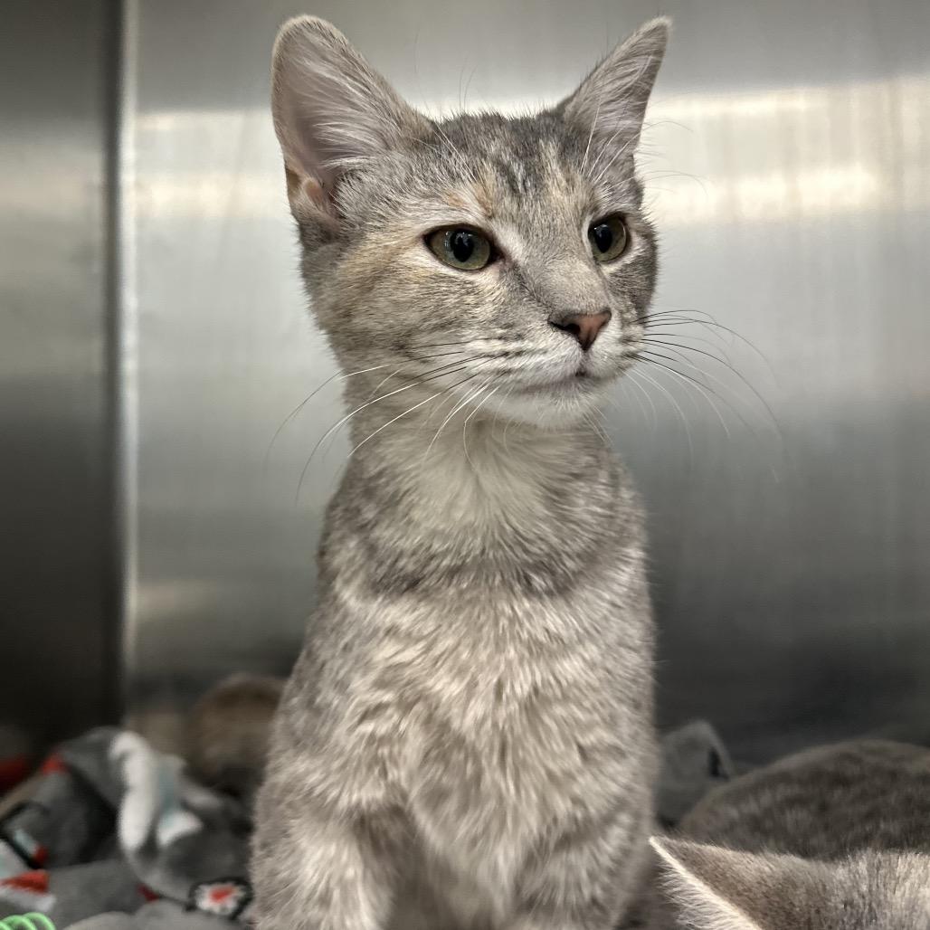 Apple (Bonded w/ Violet), a Adoptable Domestic Short Hair in Marshall, VA image 3/4