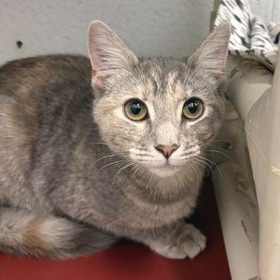 Apple (Bonded w/ Violet), a Adoptable Domestic Short Hair in Marshall, VA image 4/4