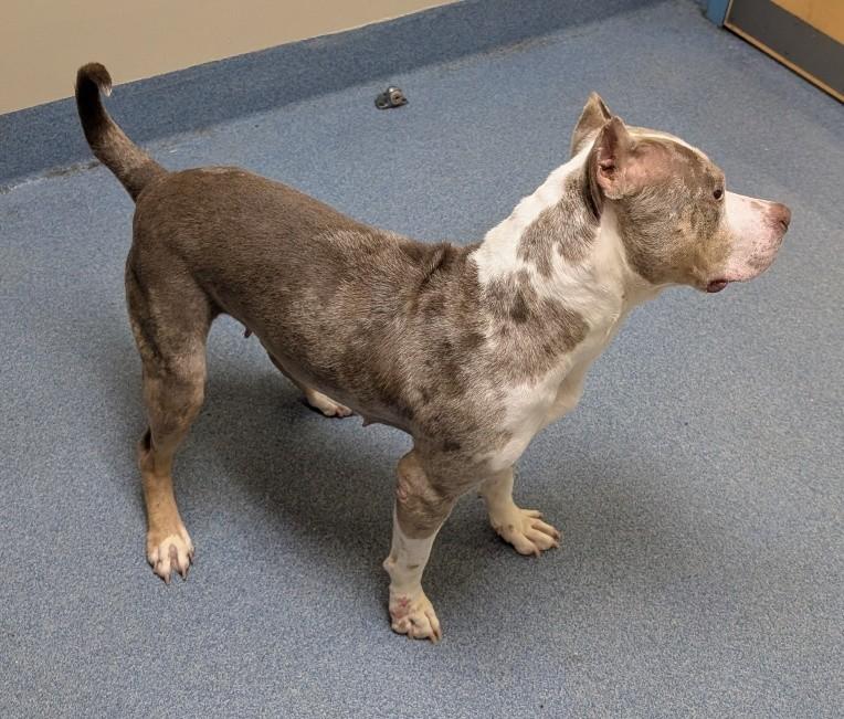 Coco, a ADOPTABLE Pit Bull Terrier in Suffolk, VA image 2/2