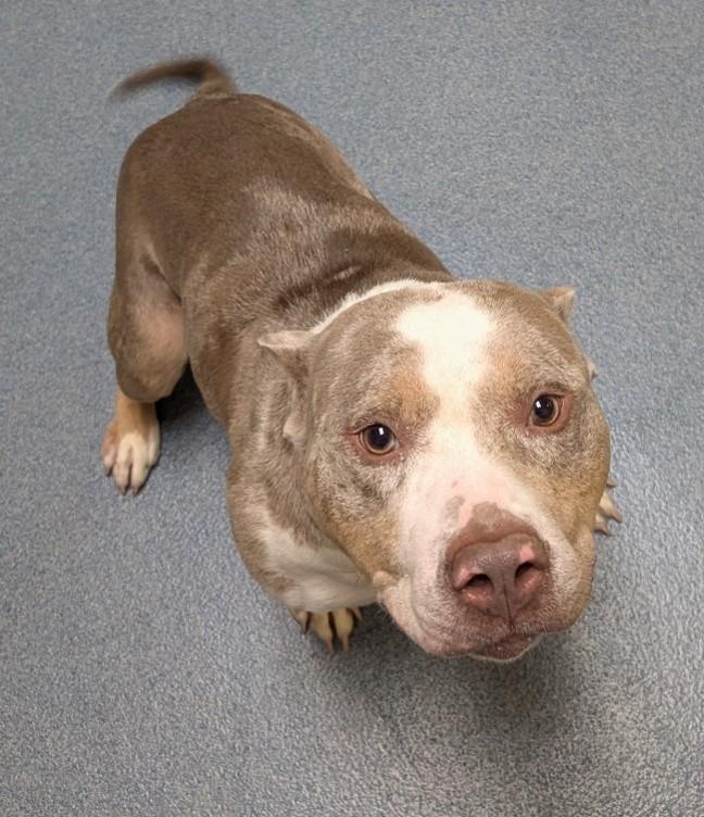 Coco, ADOPTABLE, Adult Female Pit Bull Terrier.