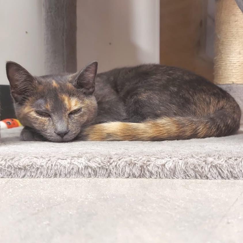 Luka, Adoptable, Young Female Domestic Short Hair.