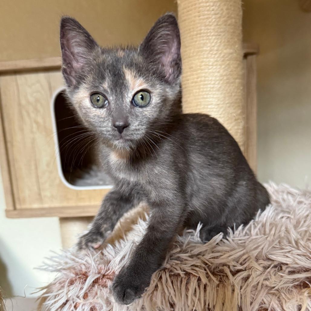 Enlarge Luka, a Adoptable mixed breed in Jupiter, FL image 2/6