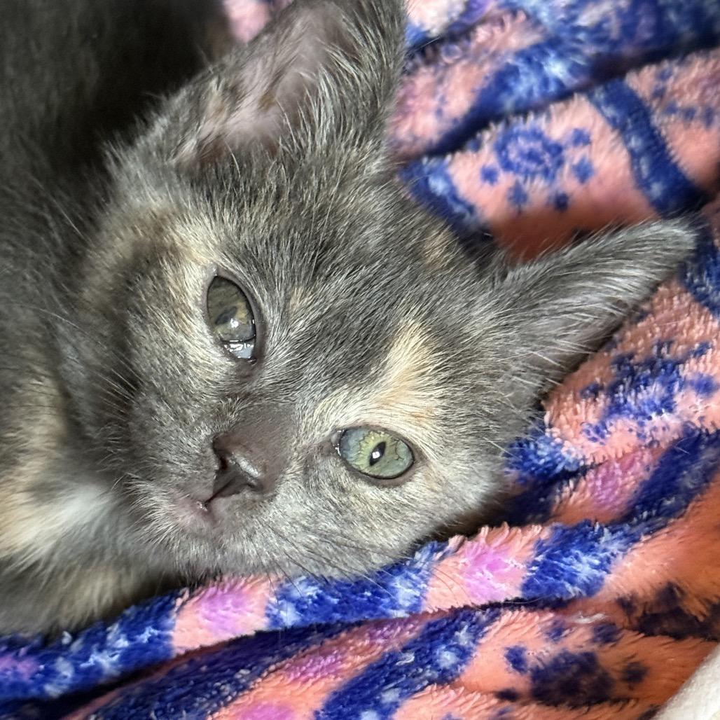 Enlarge Luka, a Adoptable mixed breed in Jupiter, FL image 3/6