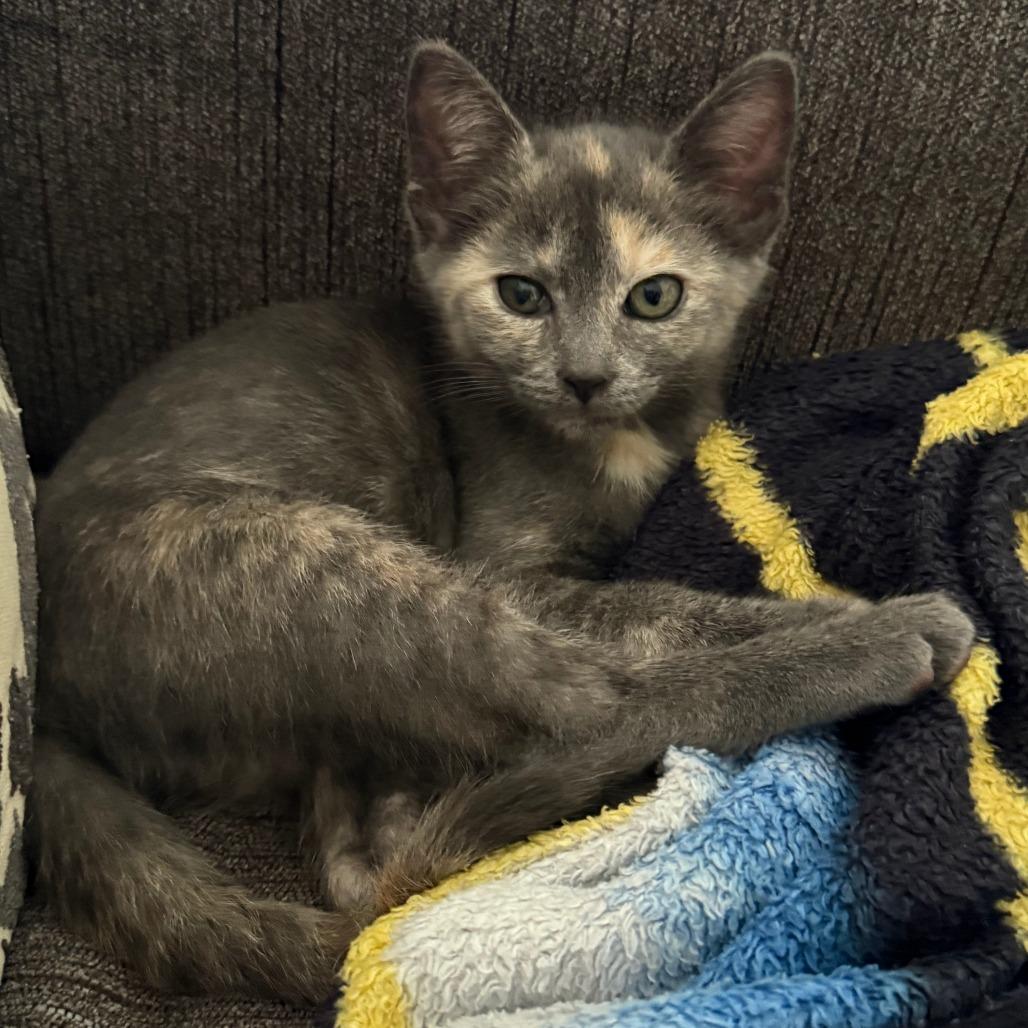 Enlarge Luka, a Adoptable mixed breed in Jupiter, FL image 4/6