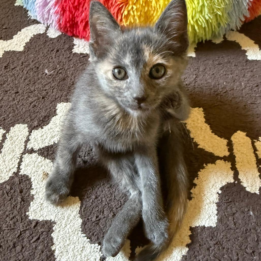 Enlarge Luka, a Adoptable mixed breed in Jupiter, FL image 5/6