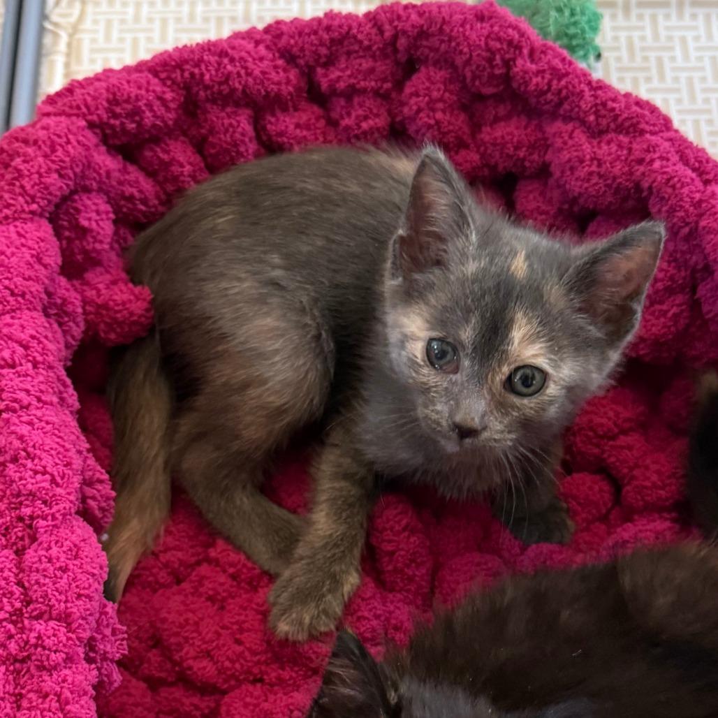 Enlarge Luka, a Adoptable mixed breed in Jupiter, FL image 6/6