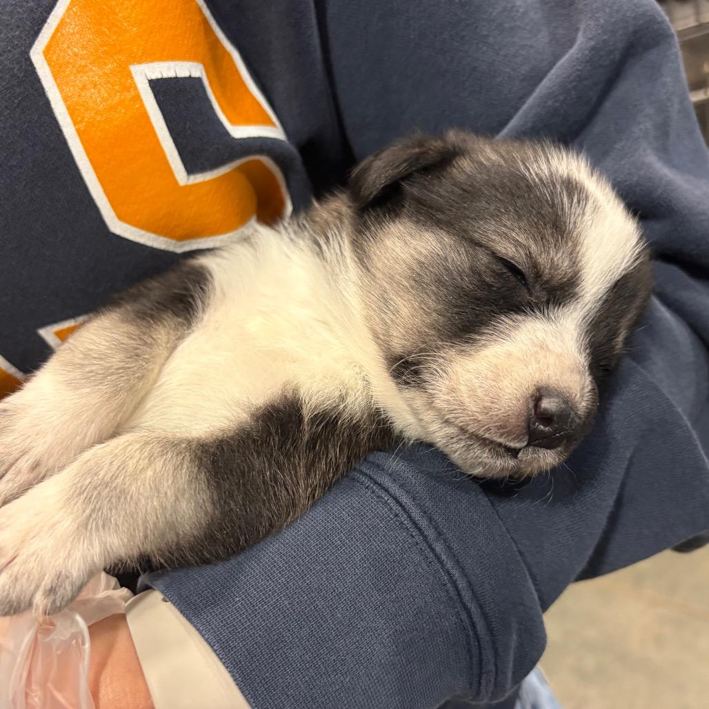 Tenderloin — thumbnail 2