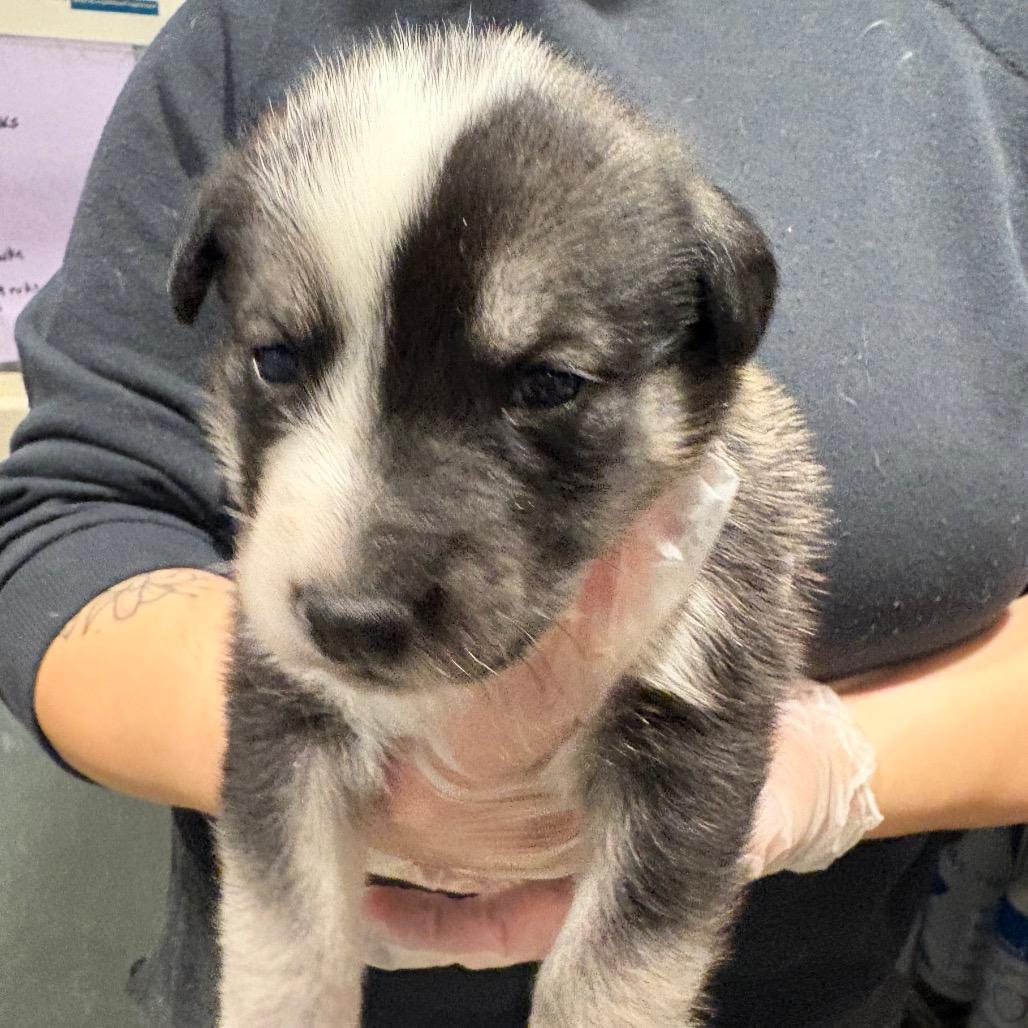 Tenderloin — thumbnail 3