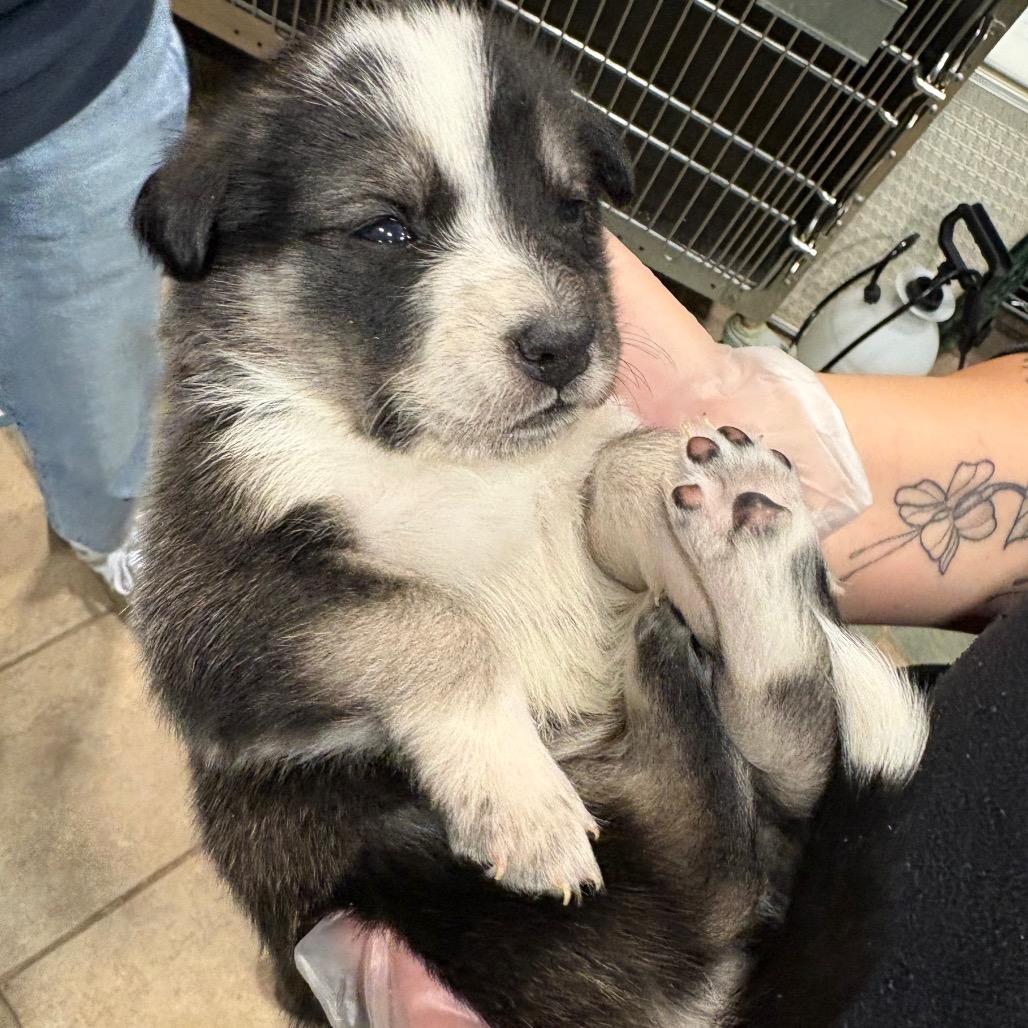 Tenderloin — thumbnail 4