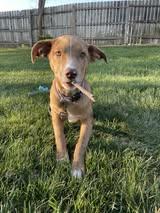 Enlarge Remi, an adoptable mixed breed in Manhattan, KS image 2/5