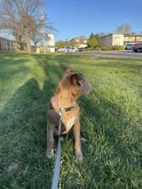 Enlarge Remi, an adoptable mixed breed in Manhattan, KS image 3/5