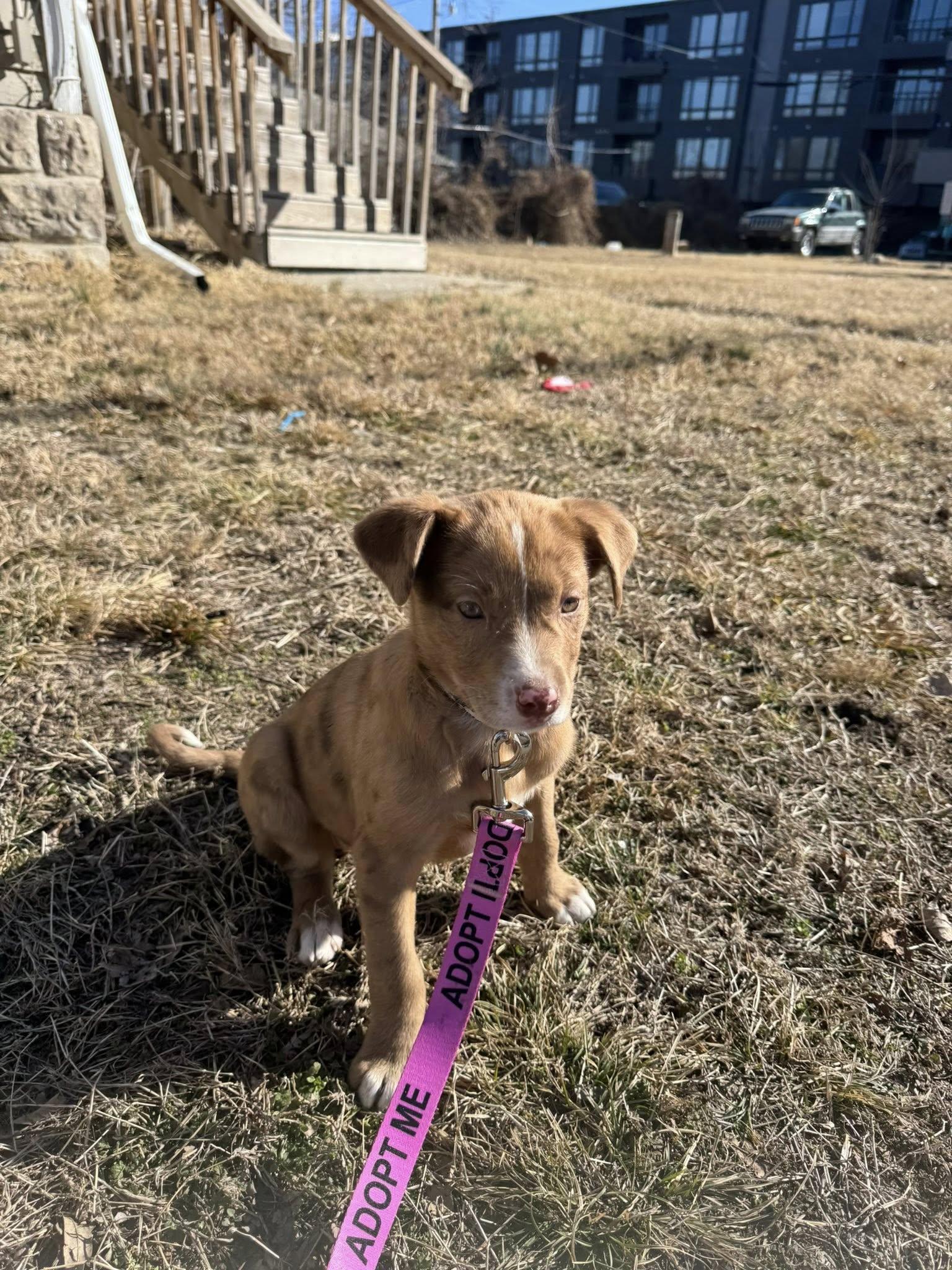 Enlarge Remi, an adoptable mixed breed in Manhattan, KS image 1/2