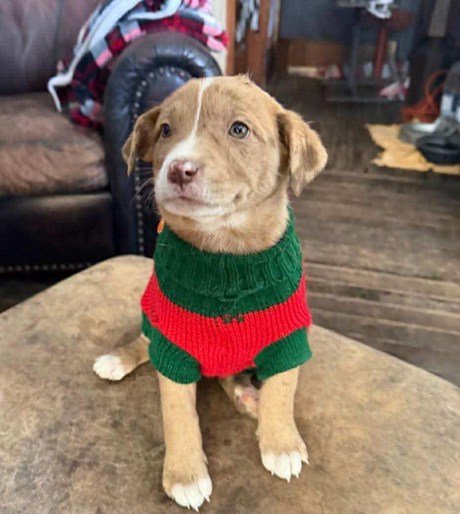 Enlarge Remi, an adoptable mixed breed in Manhattan, KS image 2/2