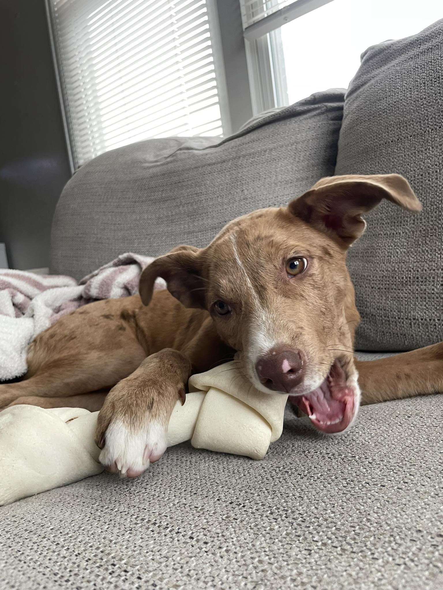 Remi, adoptable, Puppy Female Australian Cattle Dog / Blue Heeler.