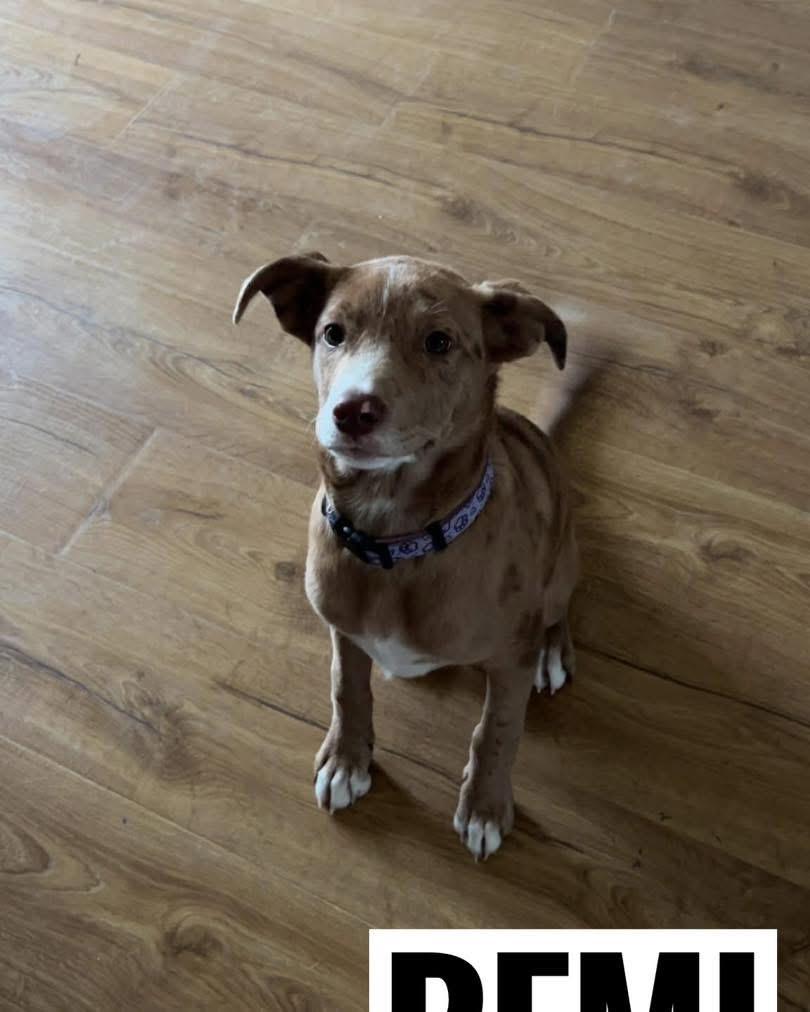 Enlarge Remi, an adoptable mixed breed in Manhattan, KS image 4/5