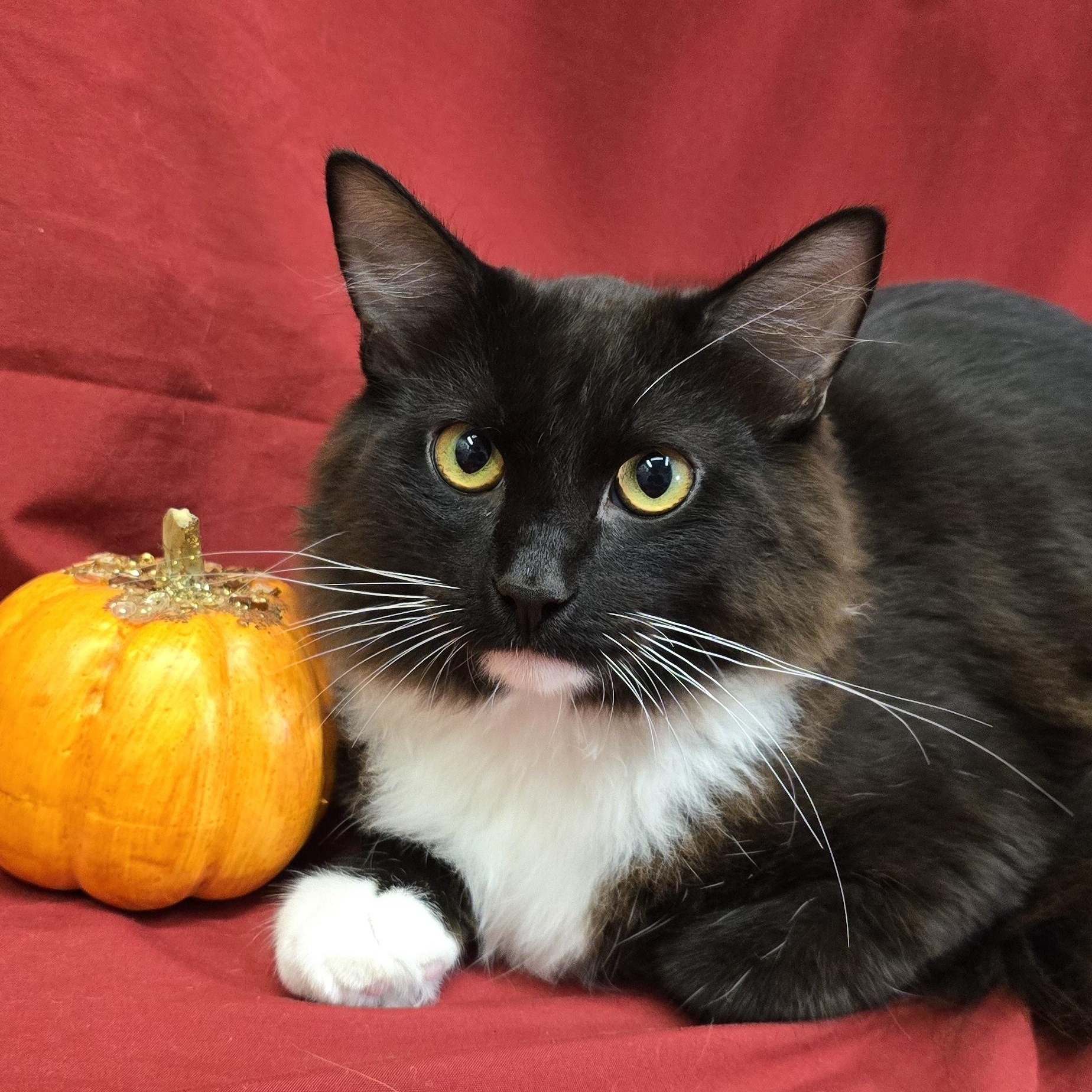 Chipotle, Adoptable, Young Male Domestic Long Hair.