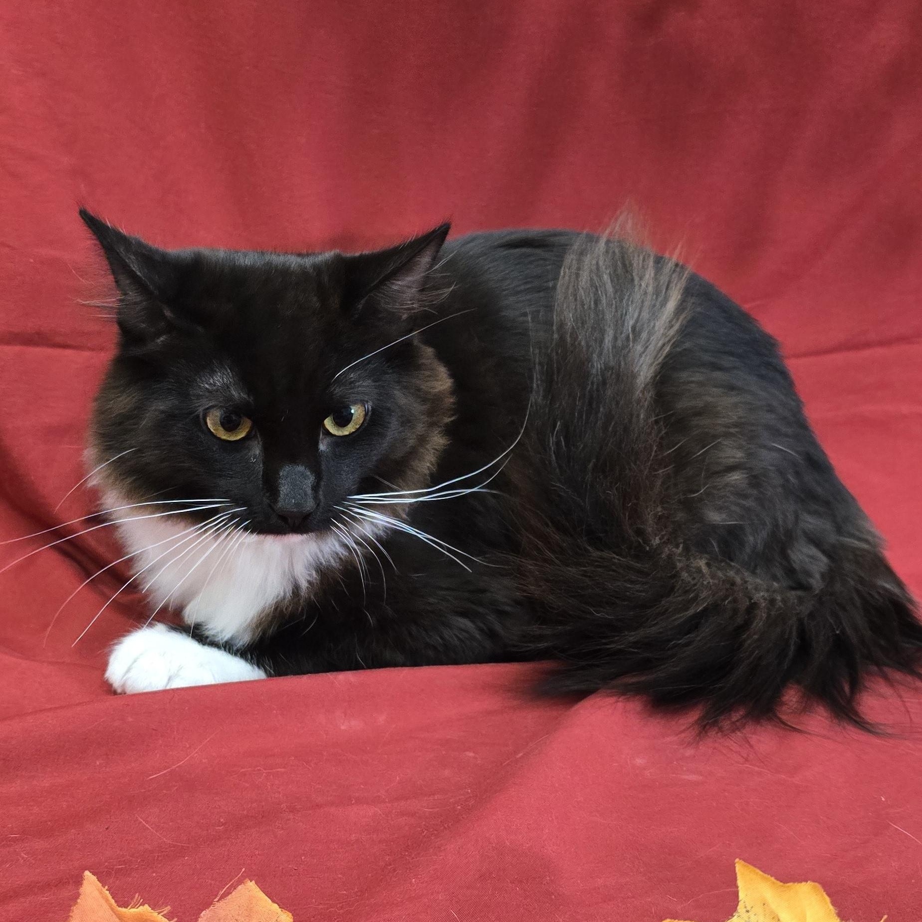 Enlarge Chipotle, a Adoptable mixed breed in Payson, AZ image 3/3