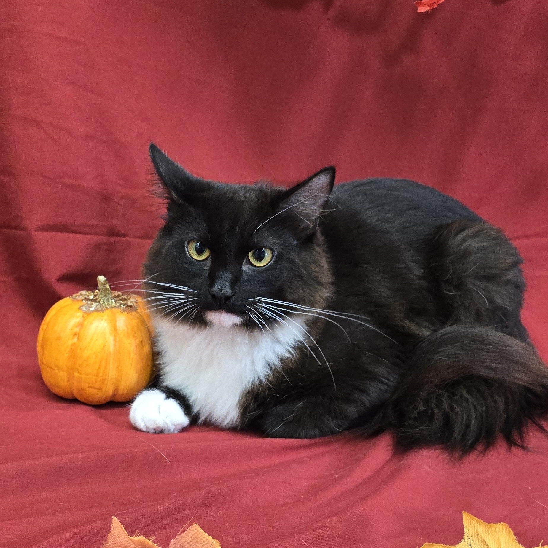Enlarge Chipotle, a Adoptable mixed breed in Payson, AZ image 2/3