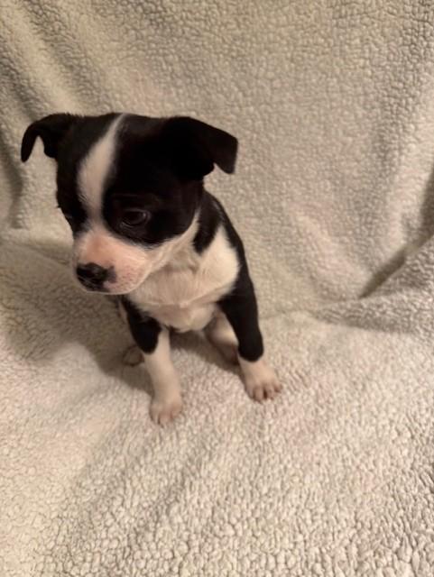 MOLLY, a ADOPTABLE mixed breed in fort worth, TX image 5/6