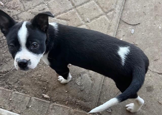 Enlarge MOLLY, a ADOPTABLE mixed breed in fort worth, TX image 6/6