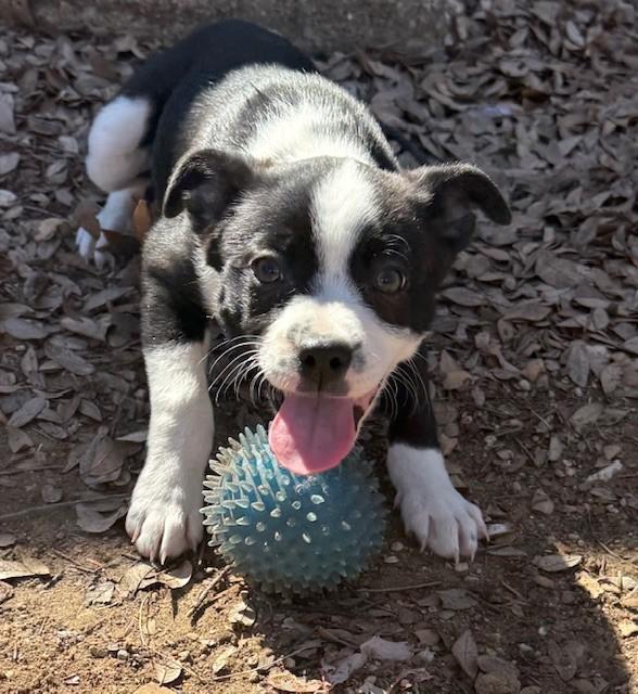 Enlarge MOLLY, a ADOPTABLE mixed breed in fort worth, TX image 1/6