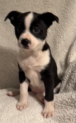 MOLLY, a ADOPTABLE mixed breed in fort worth, TX image 6/6