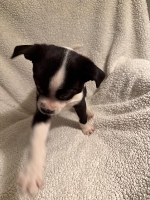 MOLLY — thumbnail 4