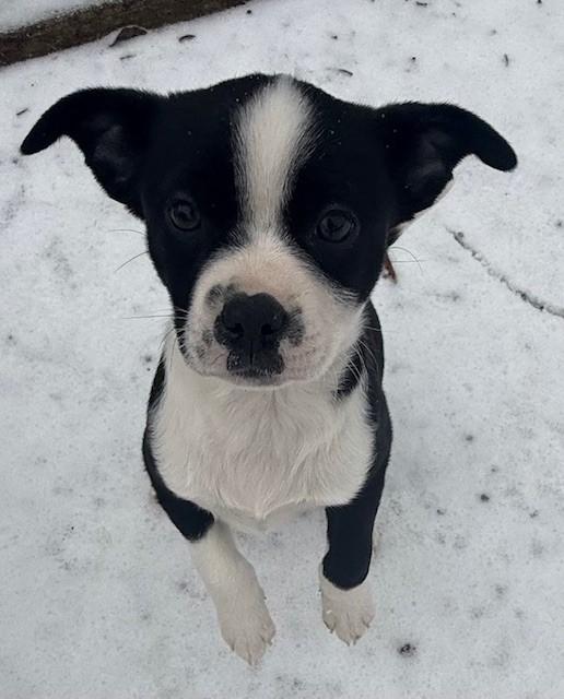 MOLLY, ADOPTABLE, Puppy Female Australian Cattle Dog / Blue Heeler.