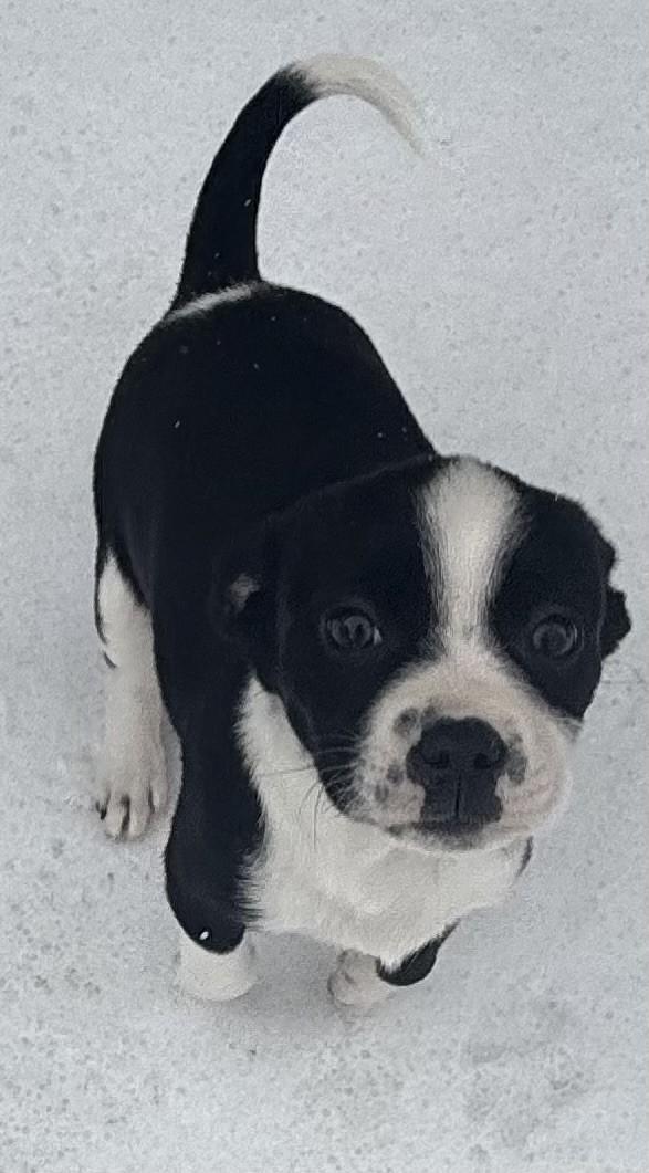 MOLLY, a ADOPTABLE mixed breed in fort worth, TX image 3/6