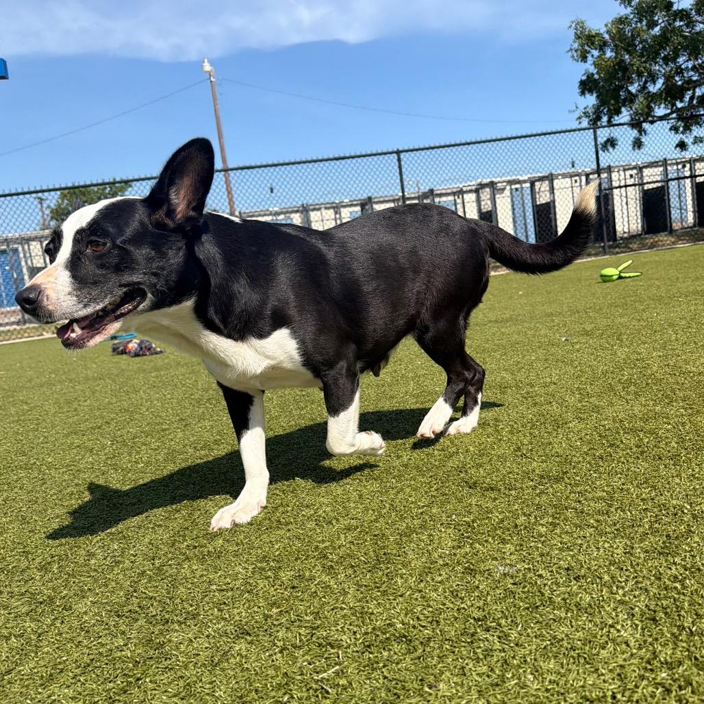 JollieBee, Adoptable, Senior Female Mixed Breed & Mixed Breed.
