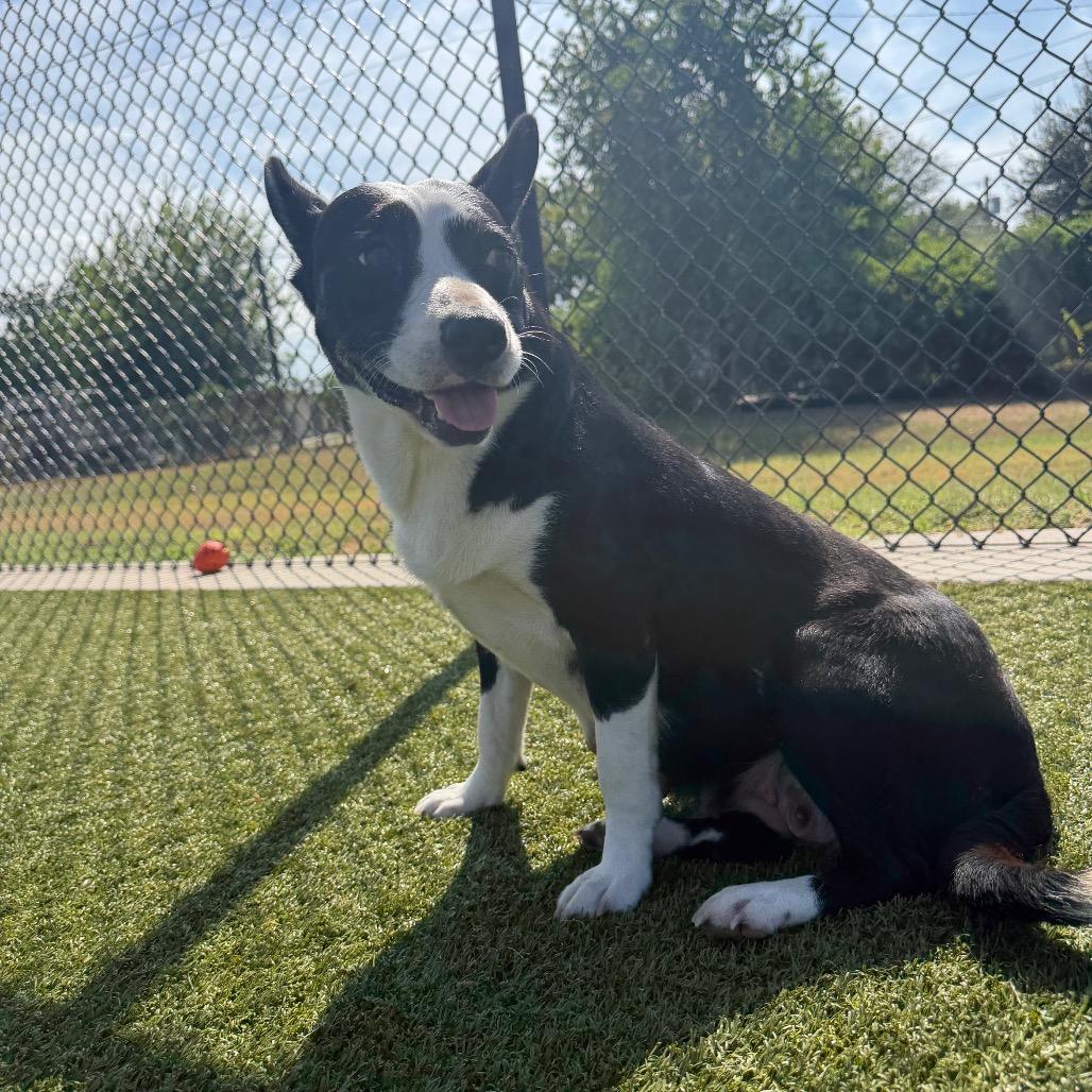 Enlarge JollieBee, a Adoptable mixed breed in Bryan, TX image 2/6