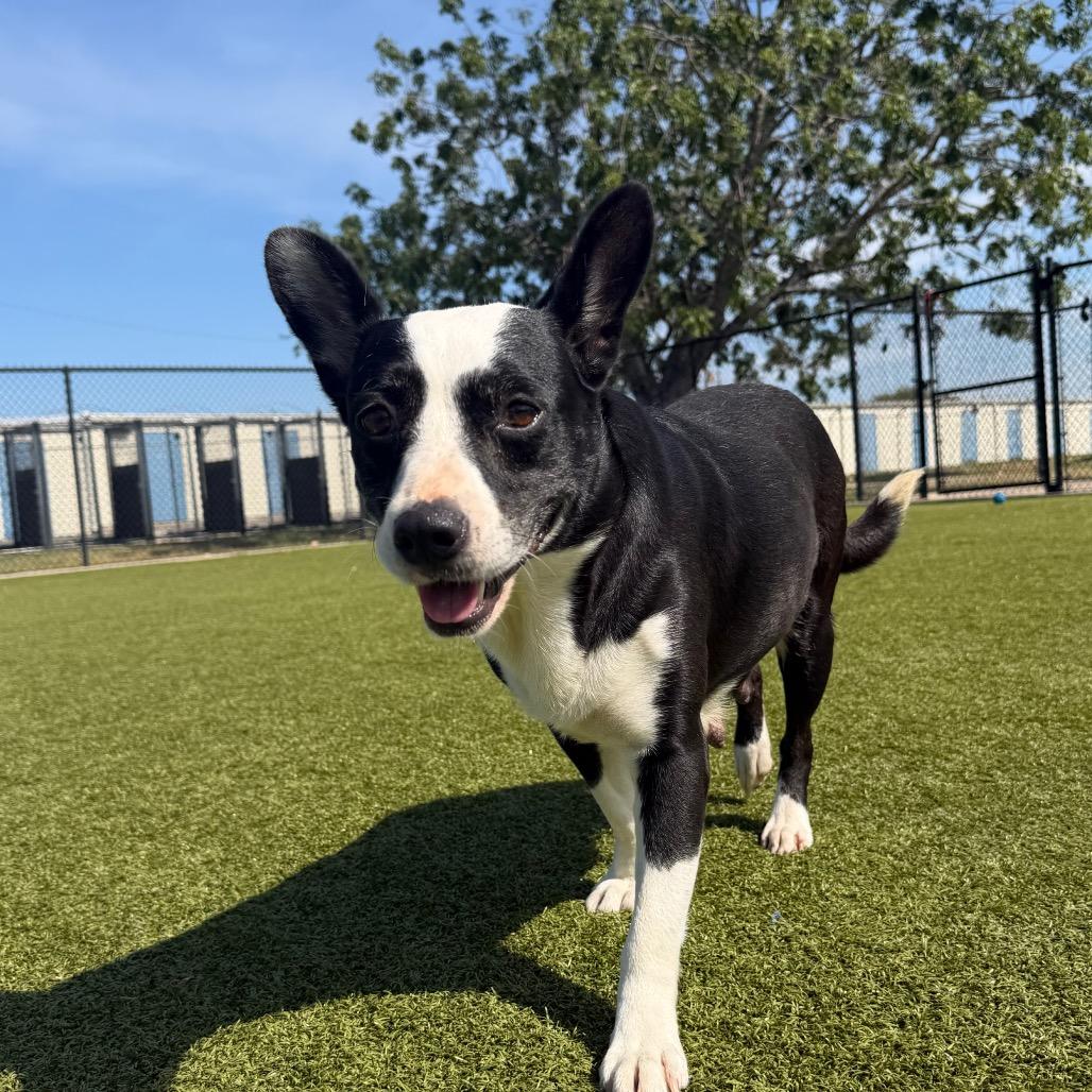 Enlarge JollieBee, a Adoptable mixed breed in Bryan, TX image 3/6