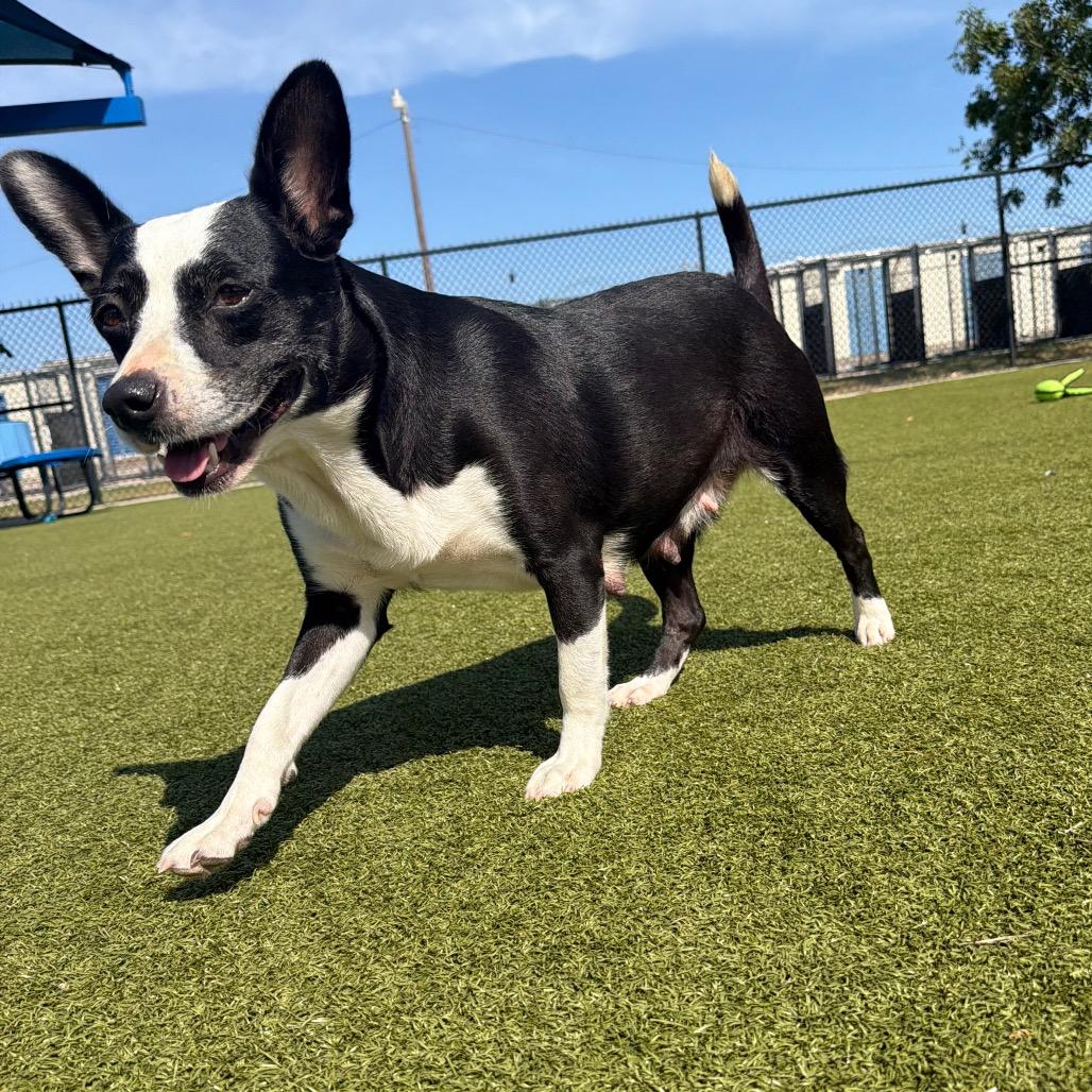 Enlarge JollieBee, a Adoptable mixed breed in Bryan, TX image 4/6