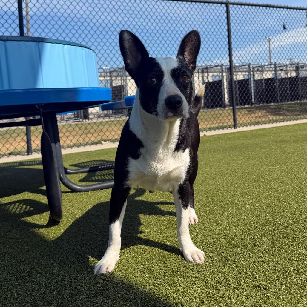 Enlarge JollieBee, a Adoptable mixed breed in Bryan, TX image 5/6