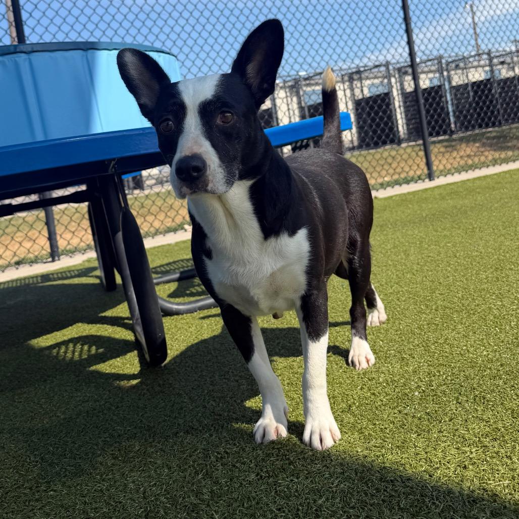 Enlarge JollieBee, a Adoptable mixed breed in Bryan, TX image 6/6