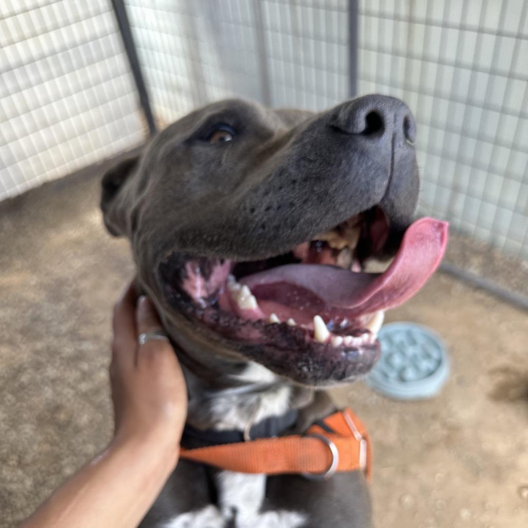 Cupcake, Adoptable, Adult Male American Staffordshire Terrier & Australian Cattle Dog / Blue Heeler.